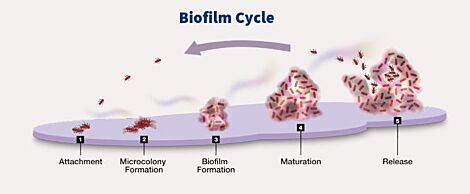 Ther-Biotic® InterFase®