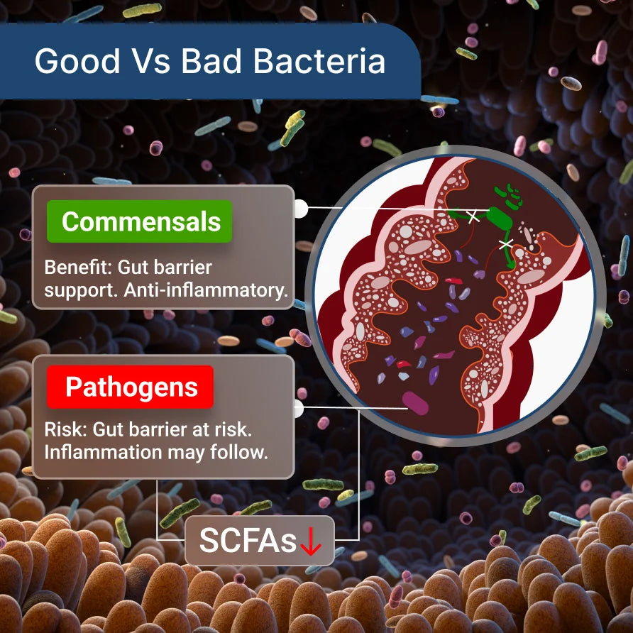 Gut Microbiome Test